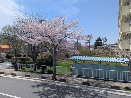 桜の眺望